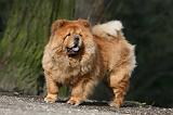 CHOW CHOW 590
